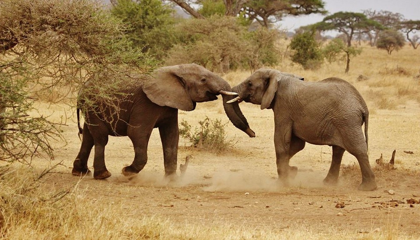 Safari Privatif Shikamoo en Tanzanie - Photo paysage
